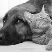 Dog and Cat