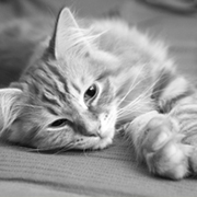 Catt Lying on the Floor